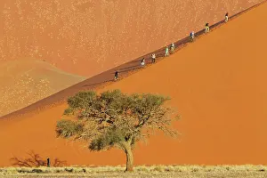 Tourists: 80183546 Camelthorn Tree - with tourists climbing