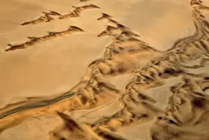 Tracks: 80183563 Sand Dunes - the recognizable tracks probably