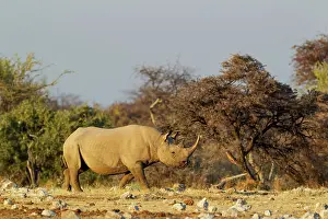 Lipped: 80183587 Black Rhinoceros / Hook-lipped Rhino -