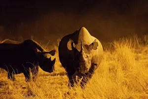 Lipped: 80183589 Black Rhinoceros / Hook-lipped Rhinoceros
