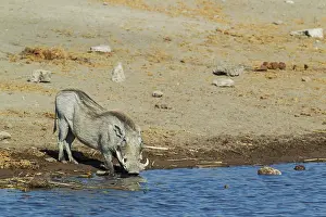 Thirsty: 80183591 Warthog - female drinking at waterhole