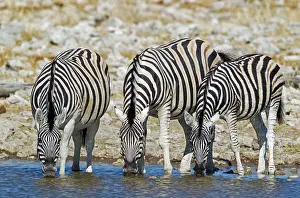 Thirsty: 80183592 Burchell's Zebra - drinking at a waterhole