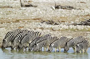 Thirsty: 80183593 Burchell's Zebra - drinking at a waterhole