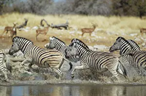Startled: 80183594 Burchell's Zebra - startled at waterhole