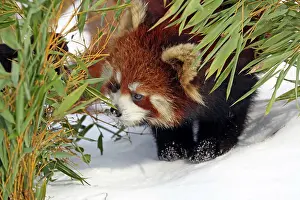 Panda: 80183618 Red Panda at Ashiyama Zoo, Asahikawa, Japan