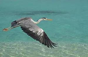 Maldive: 80183981 Grey Heron - in flight over water Maldives