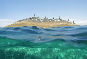 Cormorants: 80183988 Cormorants Sardinia, Italy Agenzia Giornalistica