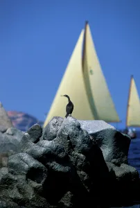 Sailing: 80183989 Cormorant Sardinia, Italy Agenzia Giornalistica