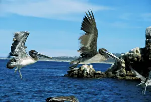 Rive: 80183993 Pelicans - in flight Cabo s. Lucas, Baja