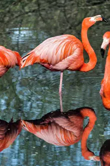 Flamingos: 80183994 American Flamingo / Caribbean Flamingo