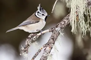 Tits: 80183998 European Crested Tit Alps, Italy Lophophanes