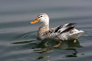 Alfresco: 80183999 Mallard / Wild Duck - very pale female