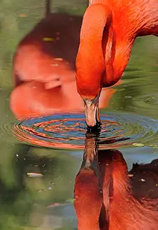 Flamingos: 80184001 American Flamingo / Caribbean Flamingo
