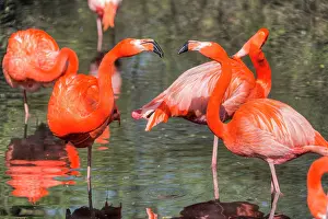 Flamingos: 80184002 American Flamingo / Caribbean Flamingo