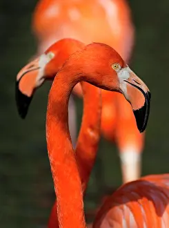 Flamingos: 80184003 American Flamingo / Caribbean Flamingo