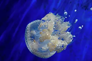 Bell: 80184004 Floating Bell / Australian Spotted / White-spotted