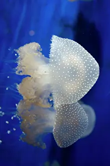 Bell: 80184005 Floating Bell / Australian Spotted / White-spotted