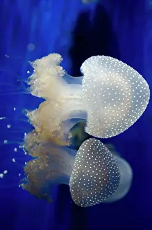 Bell: 80184006 Floating Bell / Australian Spotted / White-spotted