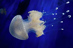Jelly: 80184007 Floating Bell / Australian Spotted / White-spotted
