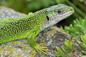Lacerta: 80184013 Western Green Lizard Alps Lacerta bilineata