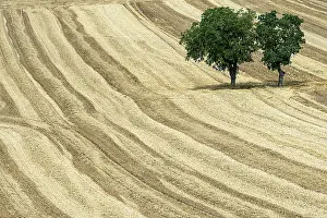 Harvesting: 80184018 Crops - harvesting fields Sancerre, France