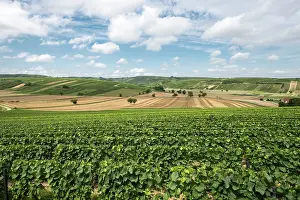 Harvesting: 80184020 Vineyards - and fields Sancerre, France