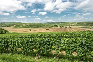 Harvesting: 80184021 Vineyards - and fields Sancerre, France