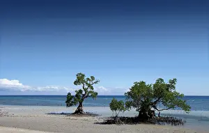 Viewpoints: 80184025 Beach Siquijor Island, Philippines Agenzia