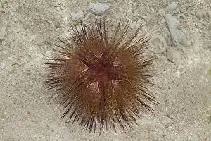 Echinoderms: 80184027 Eye of Red Sea Urchin Philippines Agenzia