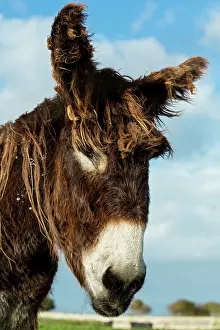 Mule: 80184028 Poitou Donkey France Agenzia Giornalistica