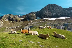 Graze: 80184030 Cattle Col Des Tentes, Hautes Pyrenees