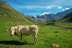 Mountainside: 80184035 Cattle Cirque Of Estaube, Hautes Pyrenees