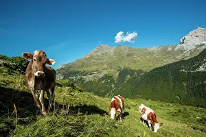 Graze: 80184046 Cattle Cirque Of Gavarnie From Plateau