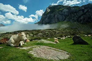 Graze: 80184050 The Valley Cirque Of Estaube, Hautes Pyrenees