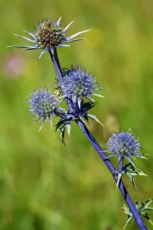 Hautes: 80184061 Mediterranean Sea Holly Hautes Pyrenees