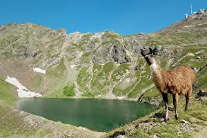 Llama: 80184068 Llamas Lake Of Oncet, Pic Du Midi De Bigorre