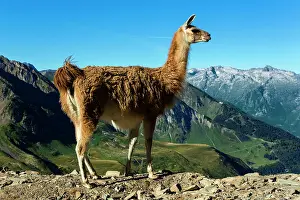 Llama: 80184070 Llamas Col Du Tourmalet, Hautes Pyrennes