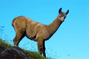 Llama: 80184071 Llamas Col Du Tourmalet, Hautes Pyrennes