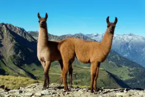 Llama: 80184072 Llamas Col Du Tourmalet, Hautes Pyrennes