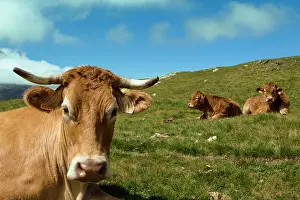 Graze: 80184075 Cattle Cirque de Troumouse, Hautes Pyrenees