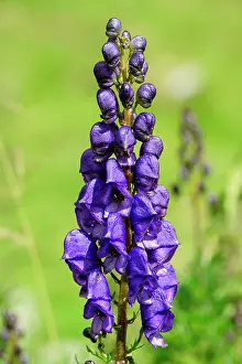 Hautes: 80184083 Aconitum Napellus Hautes Pyrenees, France