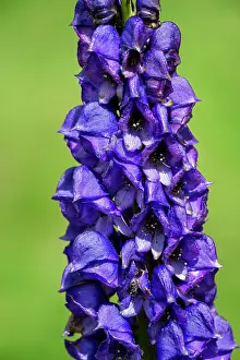 Pyrenees: 80184084 Aconitum Napellus Hautes Pyrenees, France