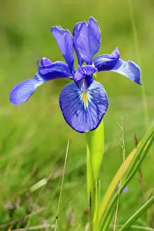 Pyrenees: 80184085 Iris Hautes Pyrenees, France Iris latifolia