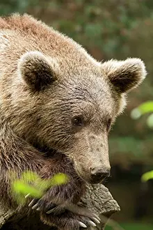 Pyrenees: 80184086 Brown Bear - Pyrenees Animal Park, Argel's