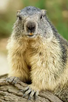 Pyrenees: 80184087 Alpine Marmots Hautes Pyrenees, Midi Pyrenees