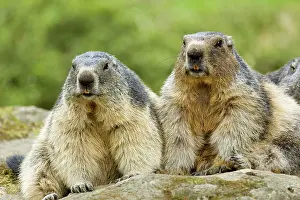 Pyrenees: 80184088 Alpine Marmots Hautes Pyrenees, Midi Pyrenees