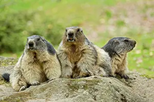 Pyrenees: 80184089 Alpine Marmots Hautes Pyrenees, Midi Pyrenees