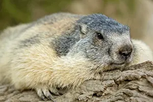 Pyrenees: 80184090 Alpine Marmots Hautes Pyrenees, Midi Pyrenees