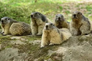 Pyrenees: 80184091 Alpine Marmots Hautes Pyrenees, Midi Pyrenees