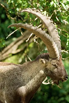 Pyrenees: 80184092 Pyrenean Ibex Hautes Pyrenees, France Capra
